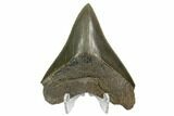 Serrated, Megalodon Tooth - Glossy Enamel #124195-1